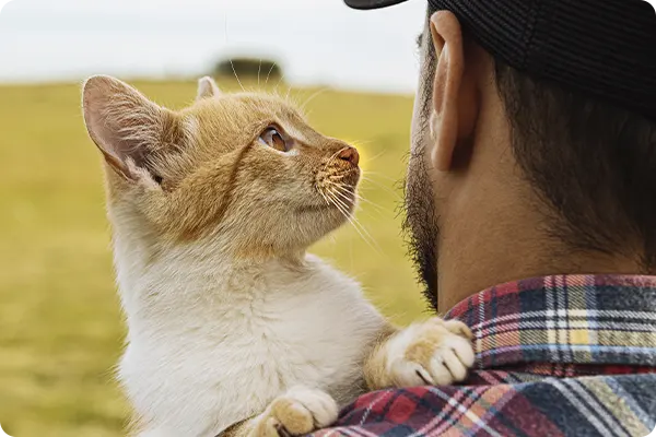 cremação de gato preço são paulo